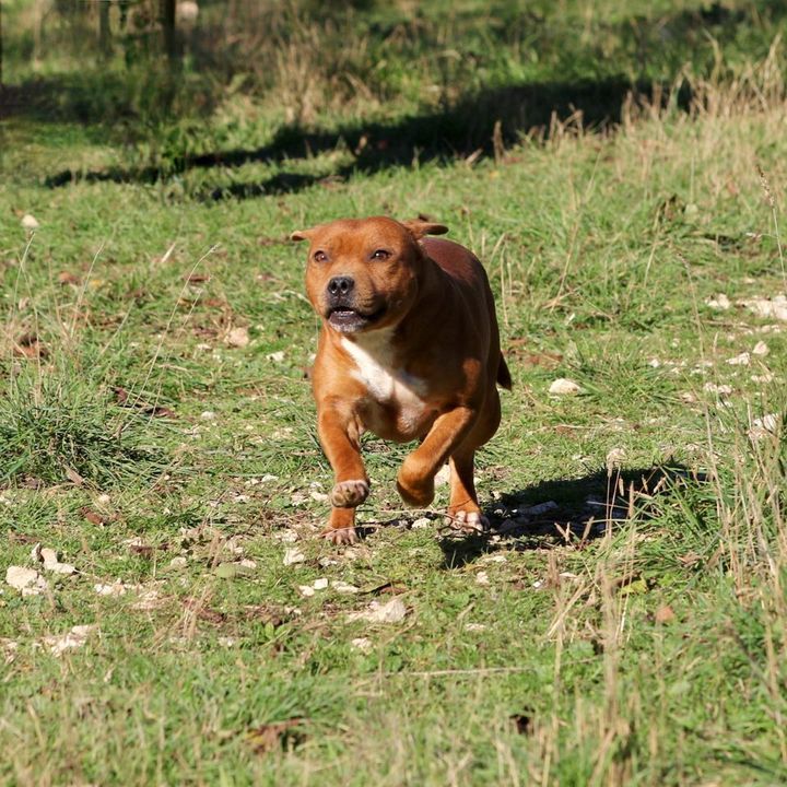 Les Staffordshire Bull Terrier de l'affixe Of London Legends