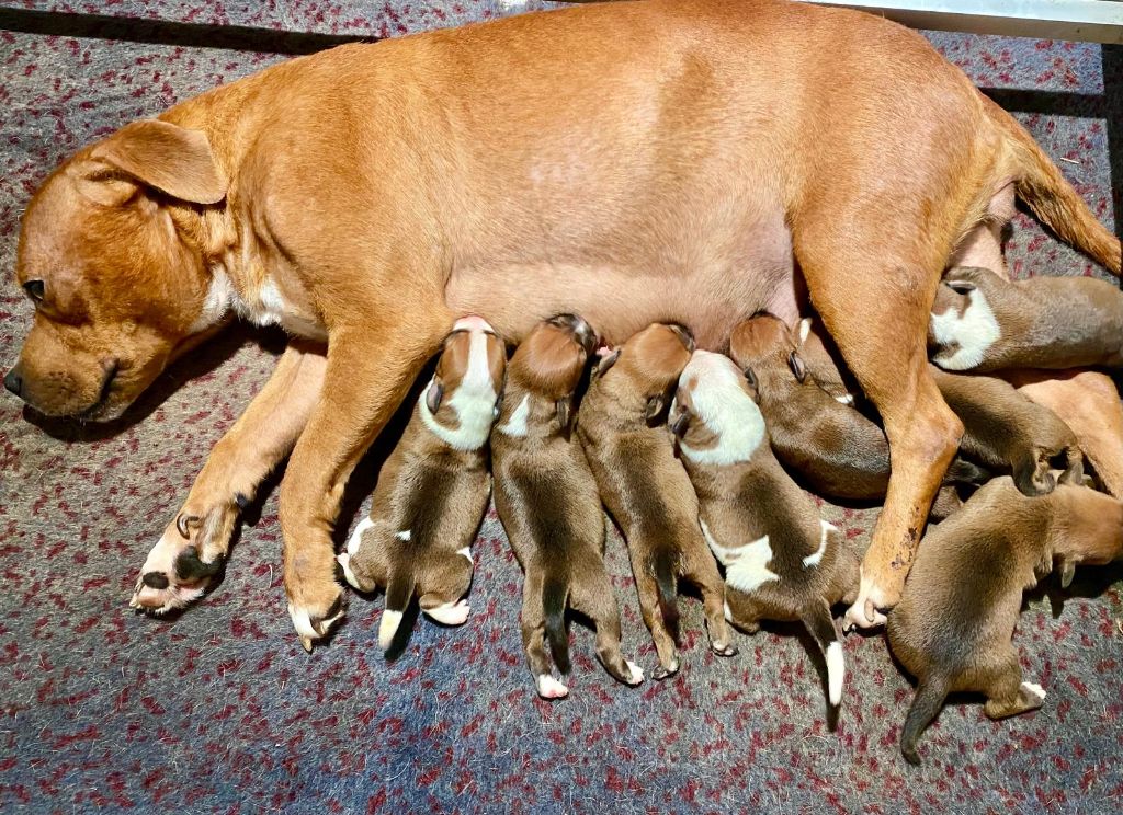 chiot Staffordshire Bull Terrier Of London Legends