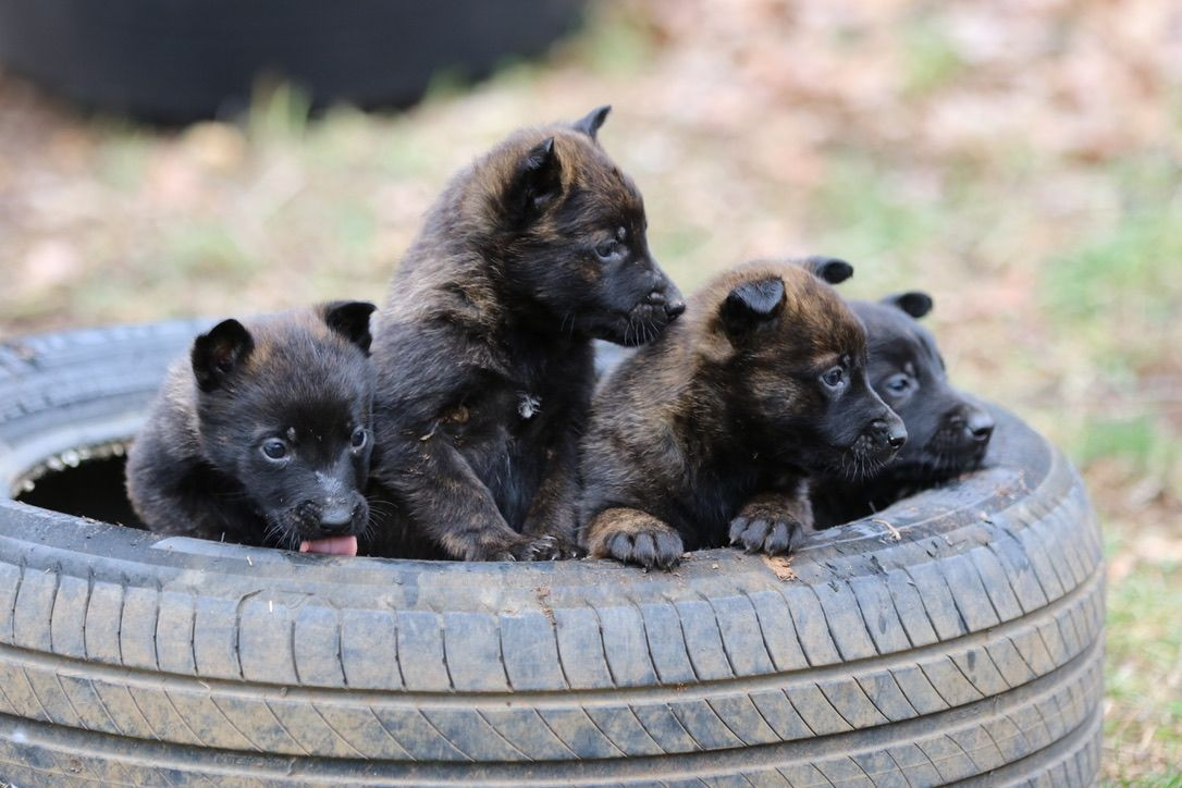 Chiot Berger hollandais Of London Legends