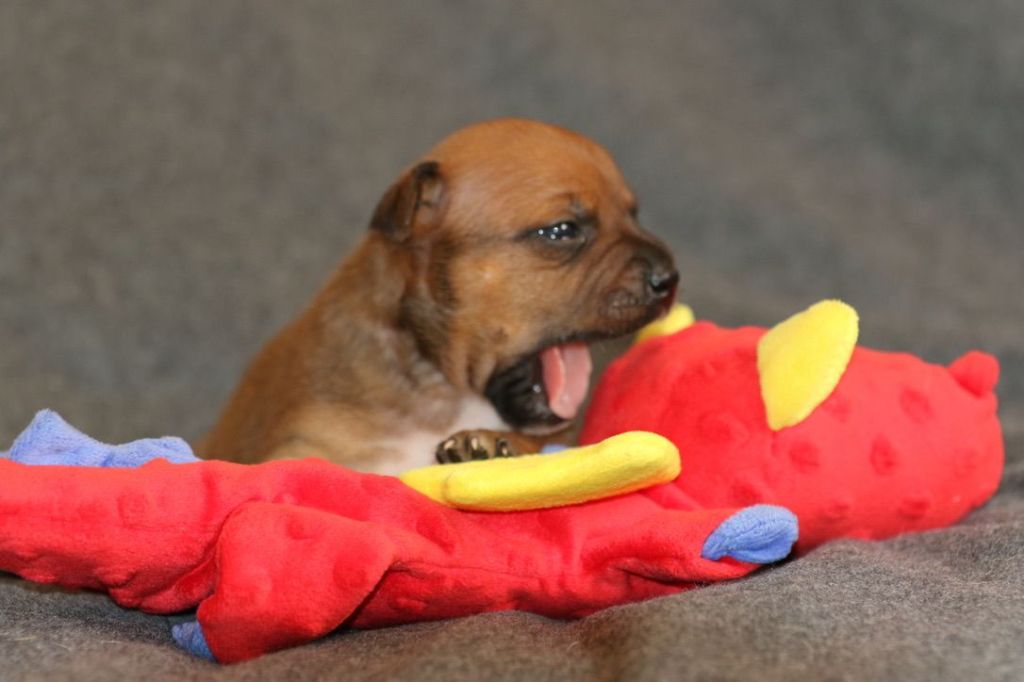 Of London Legends - Chiots disponibles - Staffordshire Bull Terrier