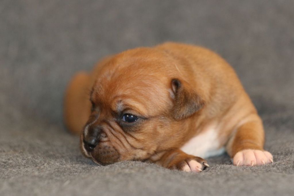Of London Legends - Chiots disponibles - Staffordshire Bull Terrier