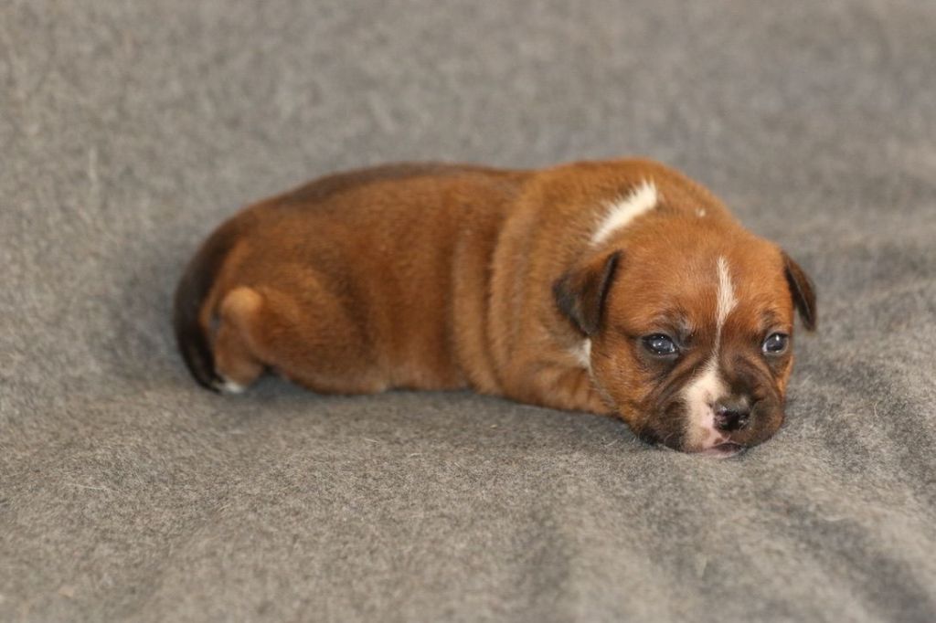 Of London Legends - Chiots disponibles - Staffordshire Bull Terrier