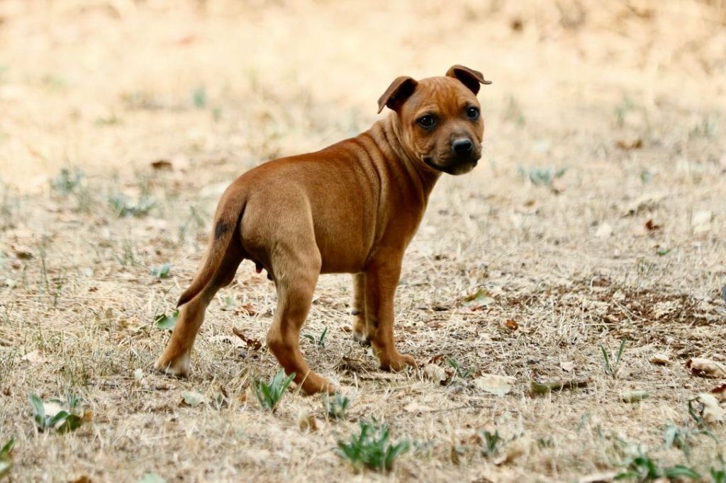 Of London Legends - Chiots disponibles - Staffordshire Bull Terrier